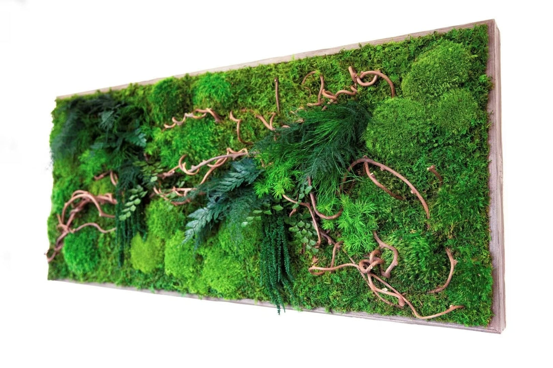 Tablouri cu Licheni Stabilizati - Proprietati si Beneficii