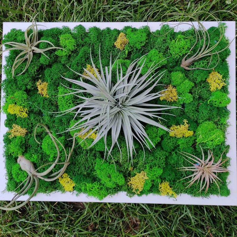 Tablouri cu licheni stabilizati