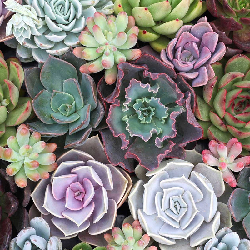 Marturii pentru evenimente - plante suculente