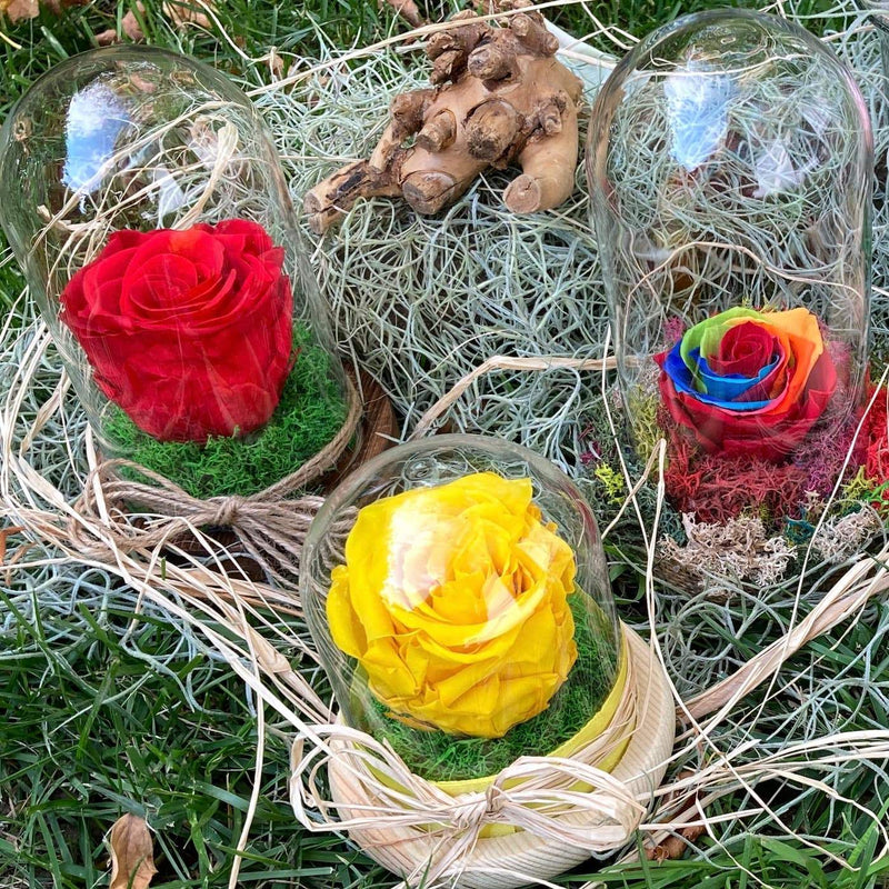 Trandafiri stabilizati, trandafiri criogenati sau trandafiri conservati