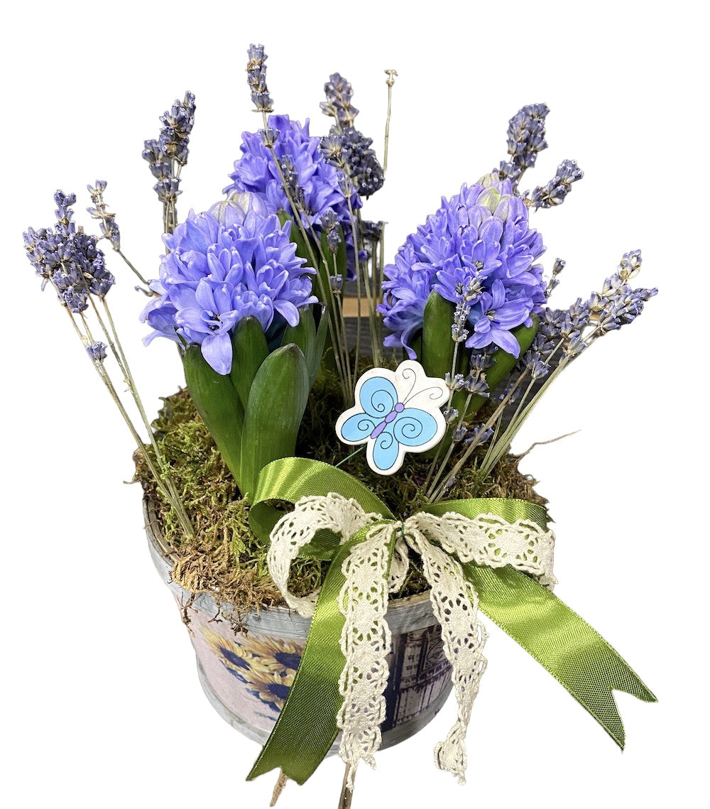 Aranjament cu bulbi de primavara - zambile si lavanda