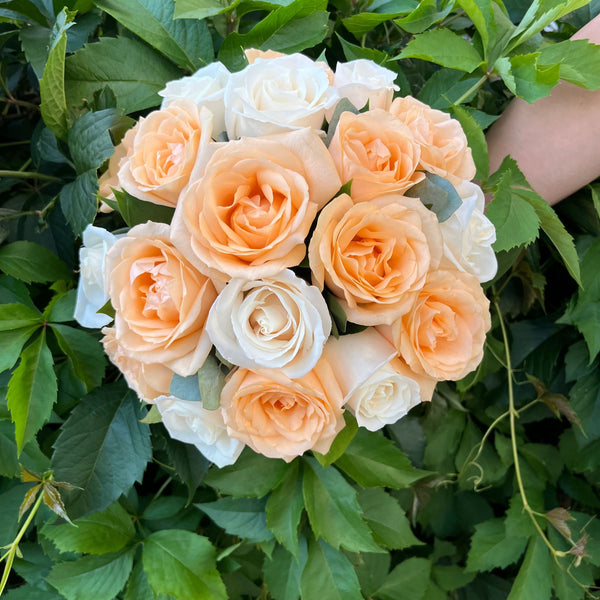 Bridal bouquet of cream roses