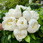 Bridal bouquet of pink peonies