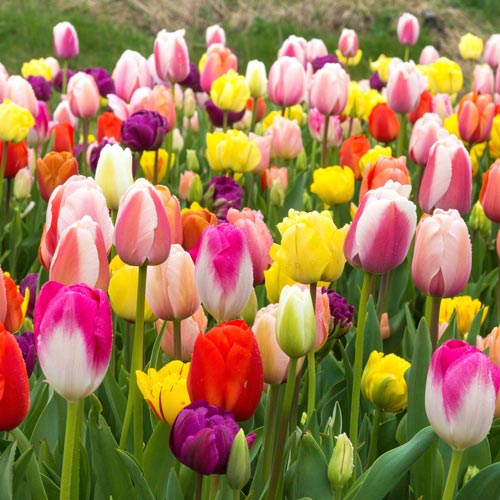 Tulips on the wire - messengers of spring