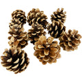 Fir cones - price per set of 10 pcs