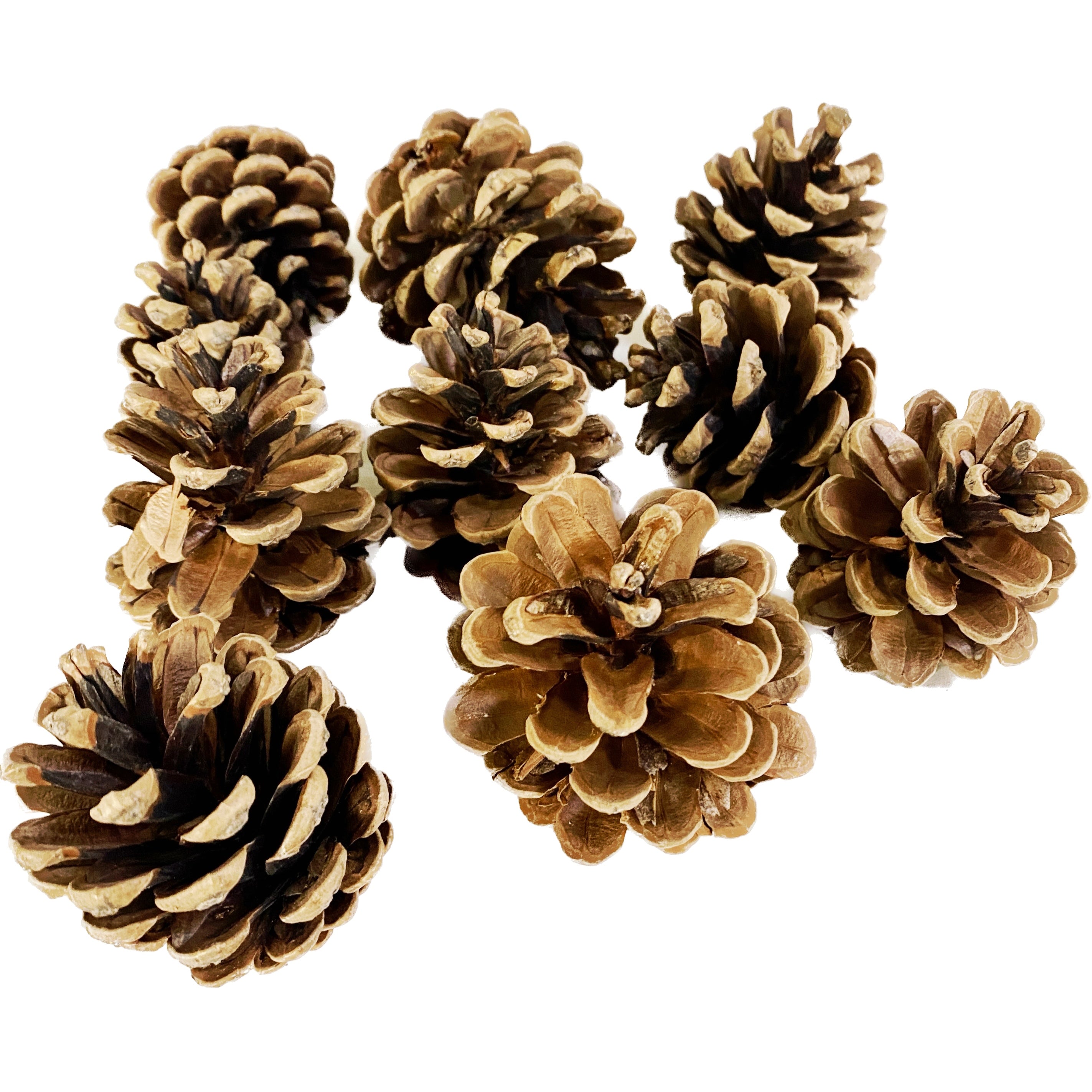 Conuri de brad - pret pe set de 10 buc