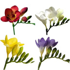Freesia mix on the branch - colorful and fragrant spring flowers