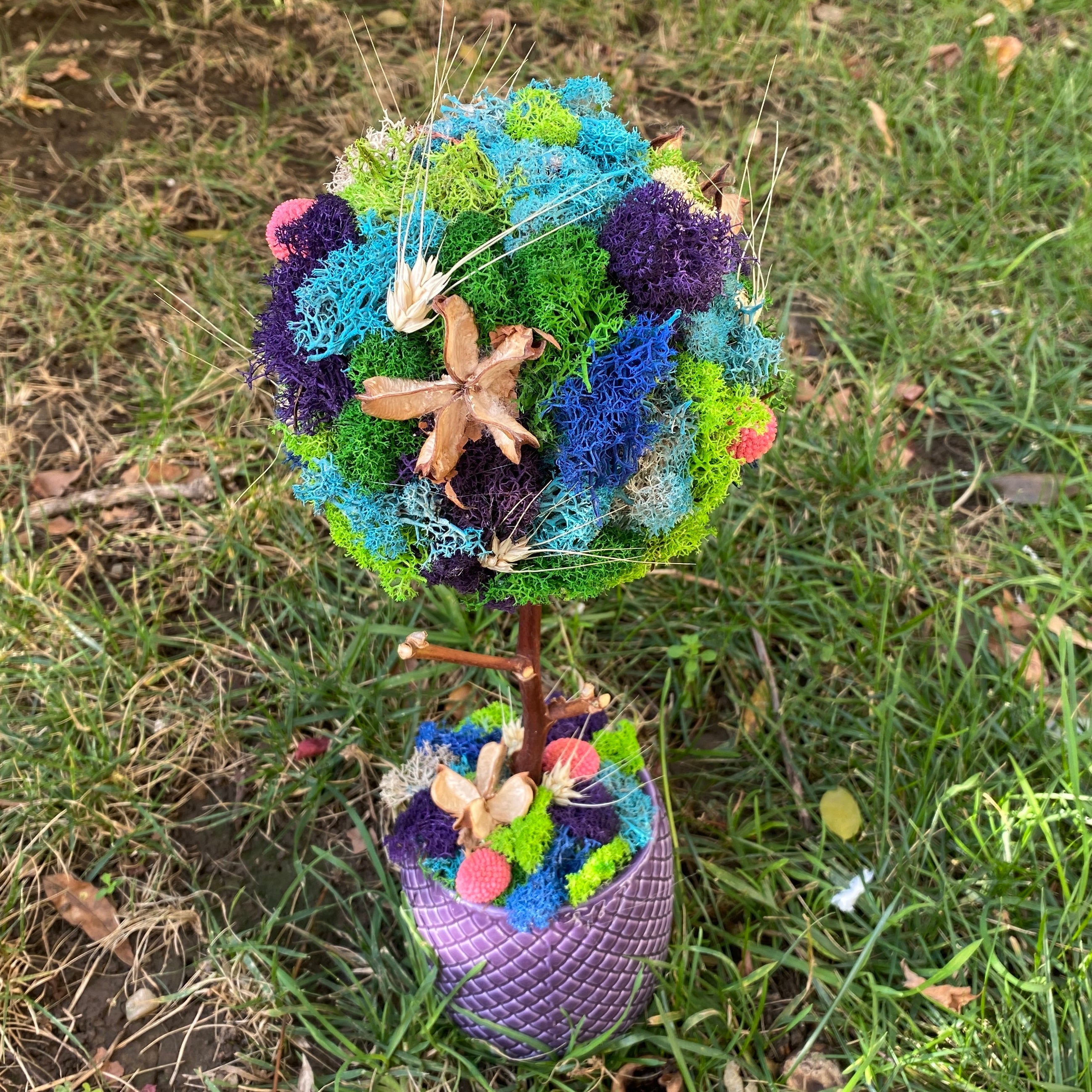 Copacel cu licheni stabilizati