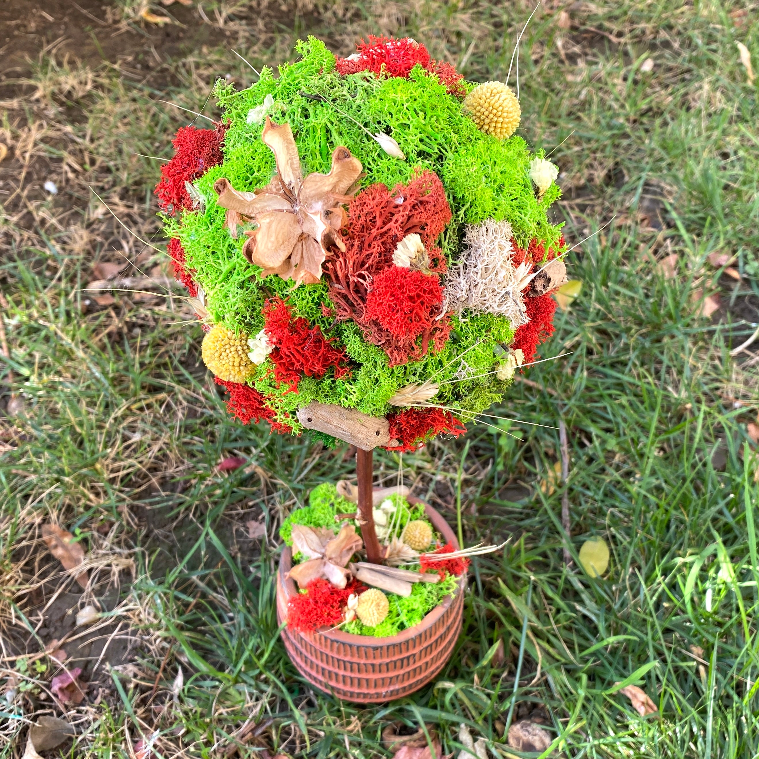 Copacel cu licheni stabilizati