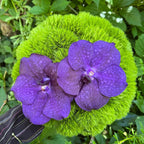 Buchet cununie fresh dianthus si vanda