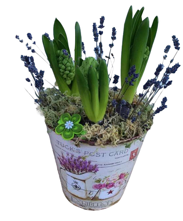 Arrangement with spring bulbs - hyacinths and lavender