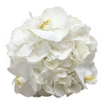 Buchet cununie hortensie alba si phalaenopsis