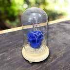 Trandafir criogenat albastru si lavanda in cupola de sticla