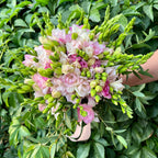 Buchet de mireasa din 49 frezii roz