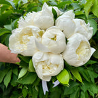 Bridal bouquet of pink peonies