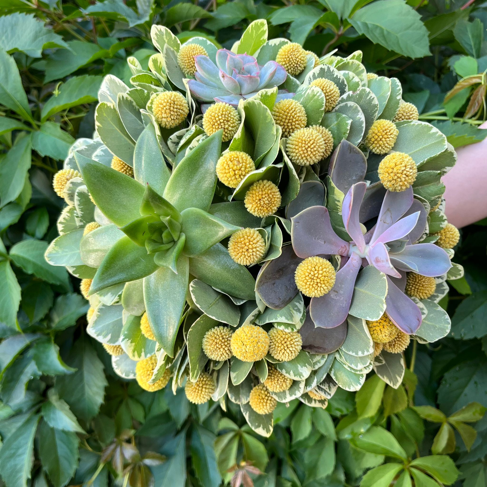 Buchet de cununie cu plante suculente si craspedia