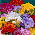 Freesia mix on the branch - colorful and fragrant spring flowers
