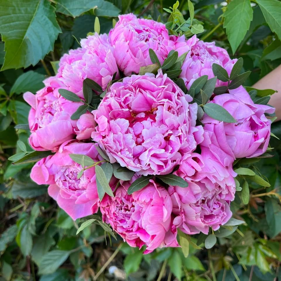 Pink peonies wedding bouquet