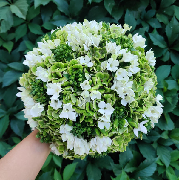 Bridal bouquet of green hydrangea and bouvardia