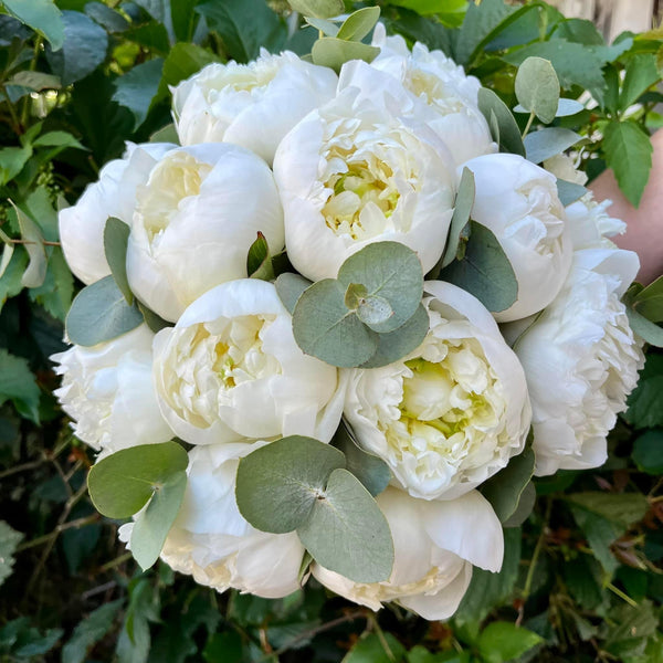White peonies wedding bouquet