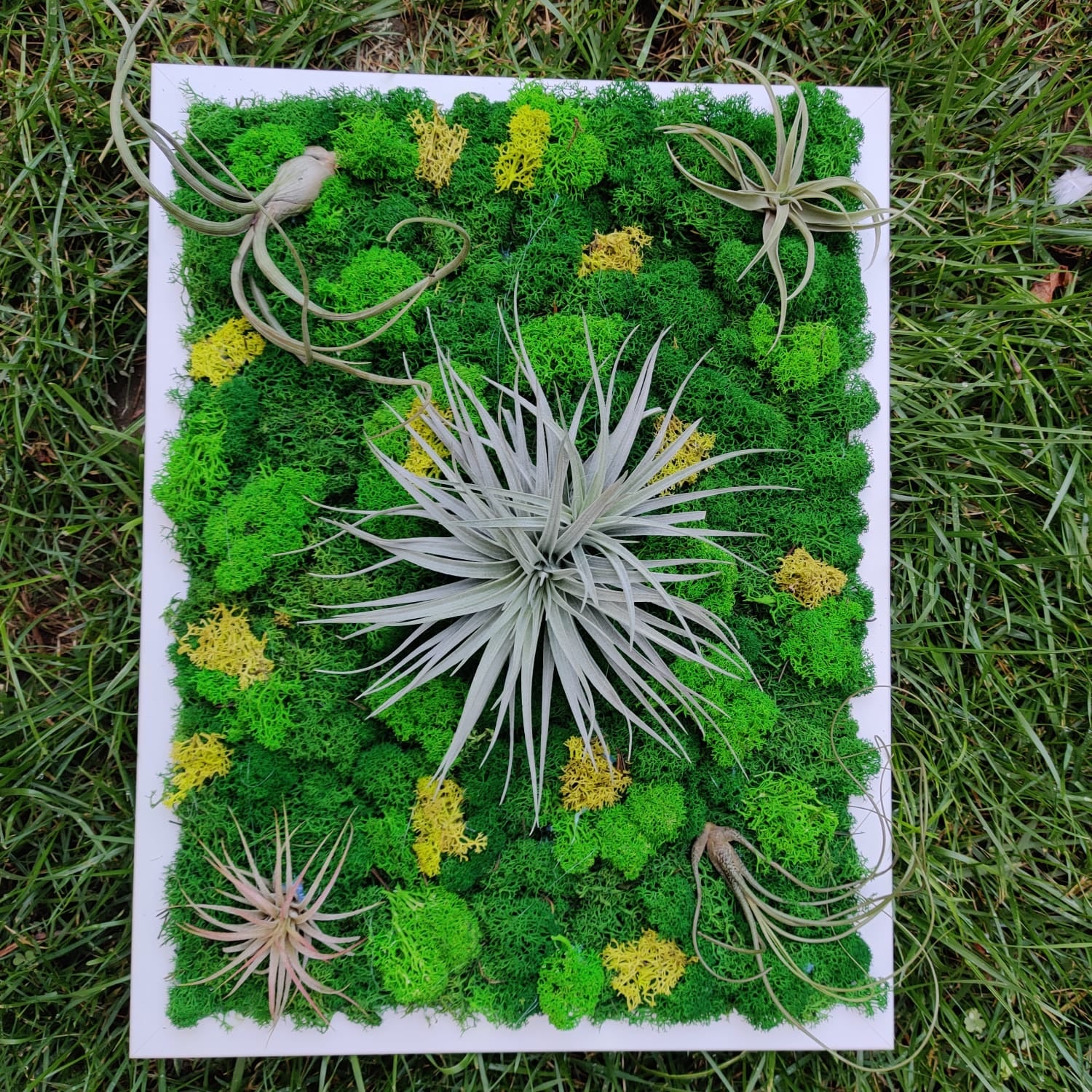 Tablou licheni stabilizati cu plante aeriene