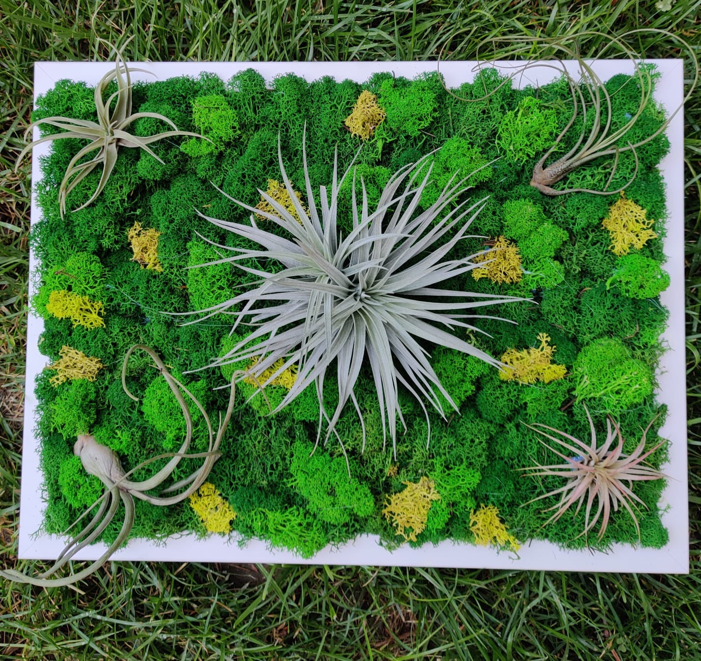 Tablou licheni stabilizati cu plante aeriene