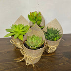 Aranjament de masa - plante suculente marturii pentru invitati