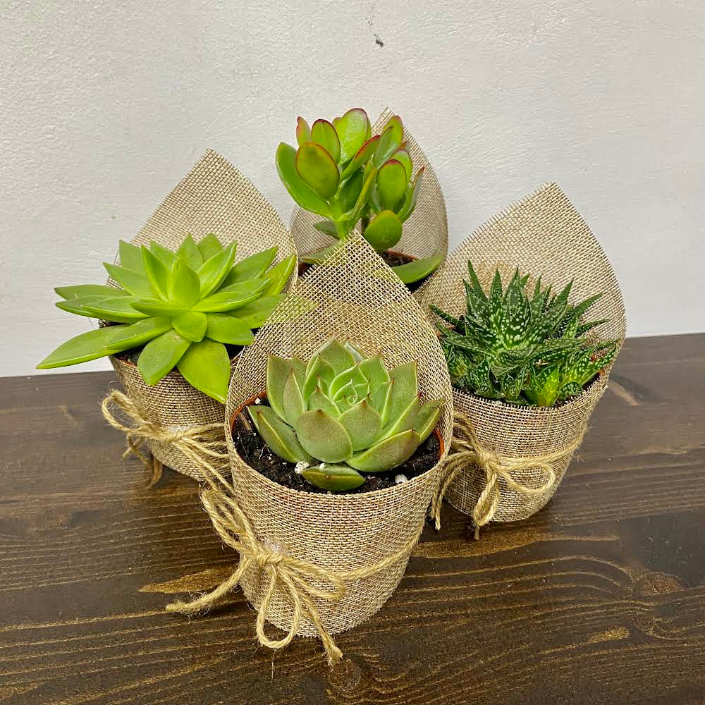 Aranjament de masa - plante suculente marturii pentru invitati