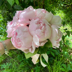 Buchet mireasa bujori roz