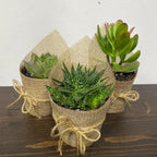 Aranjament de masa - plante suculente marturii pentru invitati