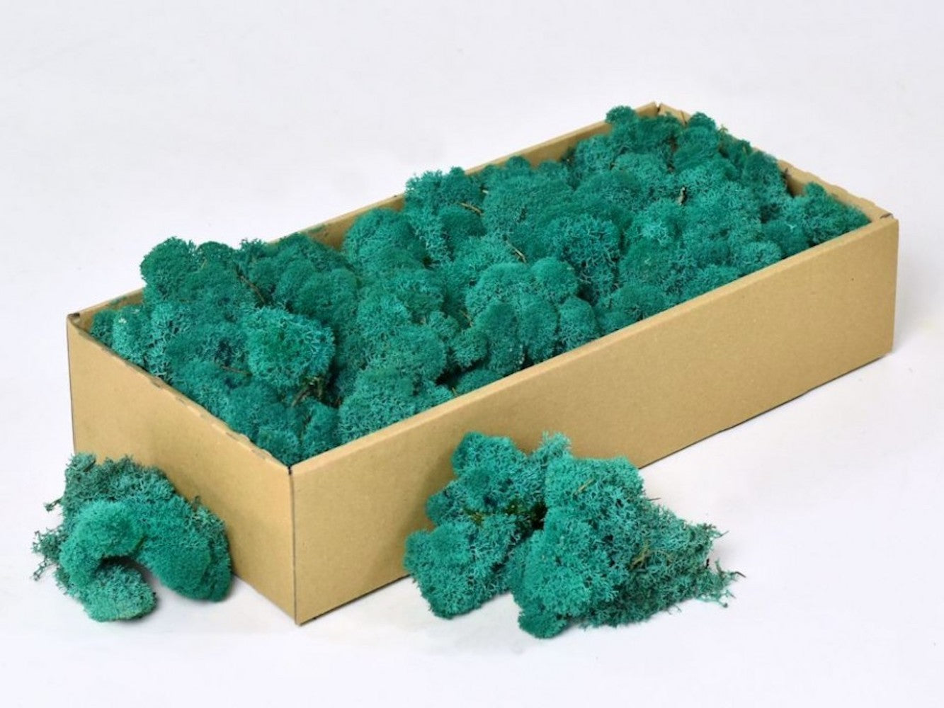 Moss natural, muschi conservat, licheni conservati pentru terarii, pret