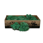 Moss natural, muschi conservat, licheni conservati pentru terarii, pret