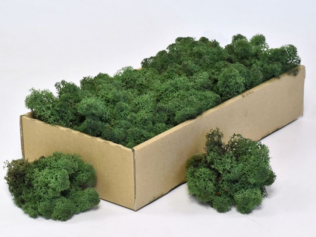 Moss natural, muschi conservat, licheni conservati pentru terarii, pret