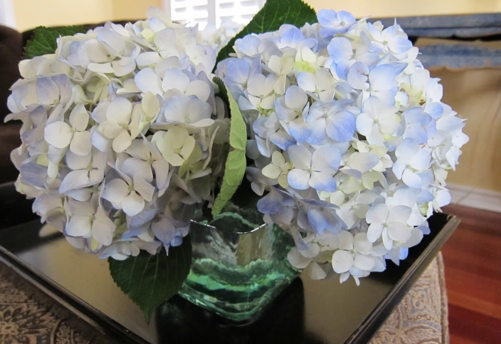 Aranjament floral din hortensii in nuante de albastru