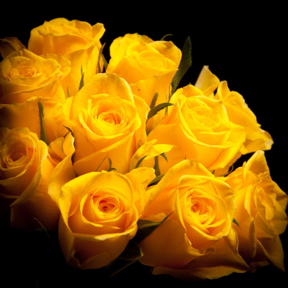Trandafiri galbeni la fir, florarie online, pret special, livrare Bucuresti
