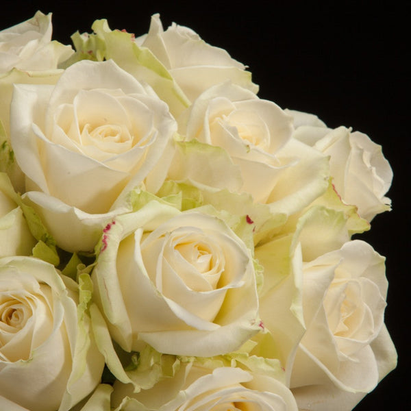 Trandafiri albi la fir, pret special, livrare flori Bucuresti
