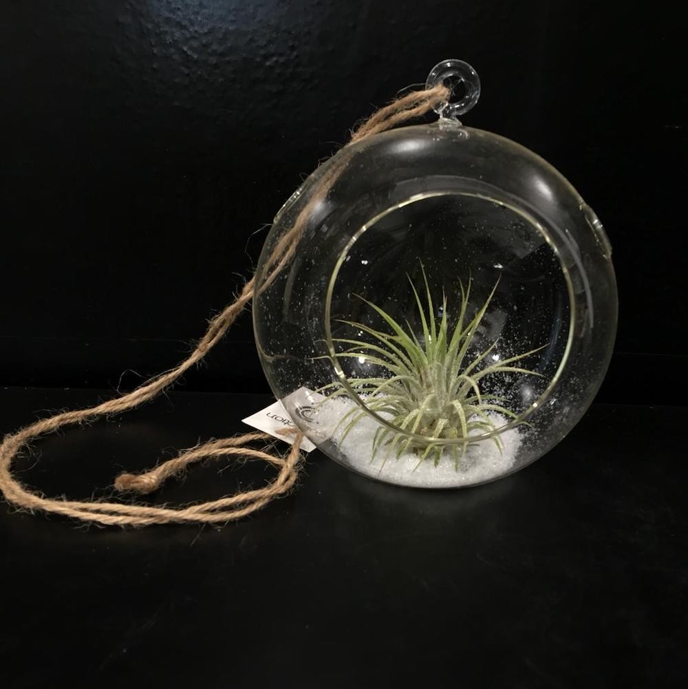 Aranjament terariu cu Tillandsia Air Plant, pret special, livrare rapida