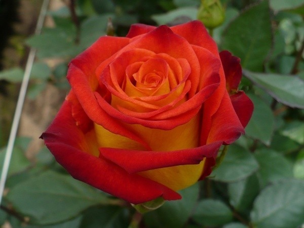 Trandafiri bicolori - galben cu rosu
