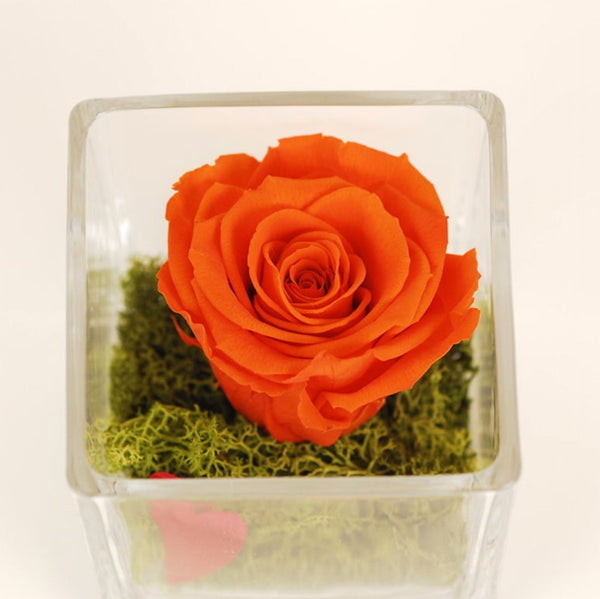 Cumpara online Trandafir criogenat portocaliu in cub de sticla, pret special