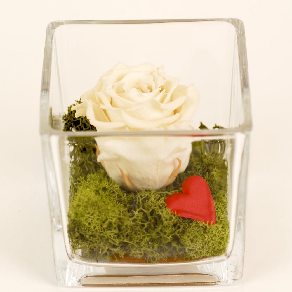 Cumpara acum trandafir criogenat crem la un pret online special!