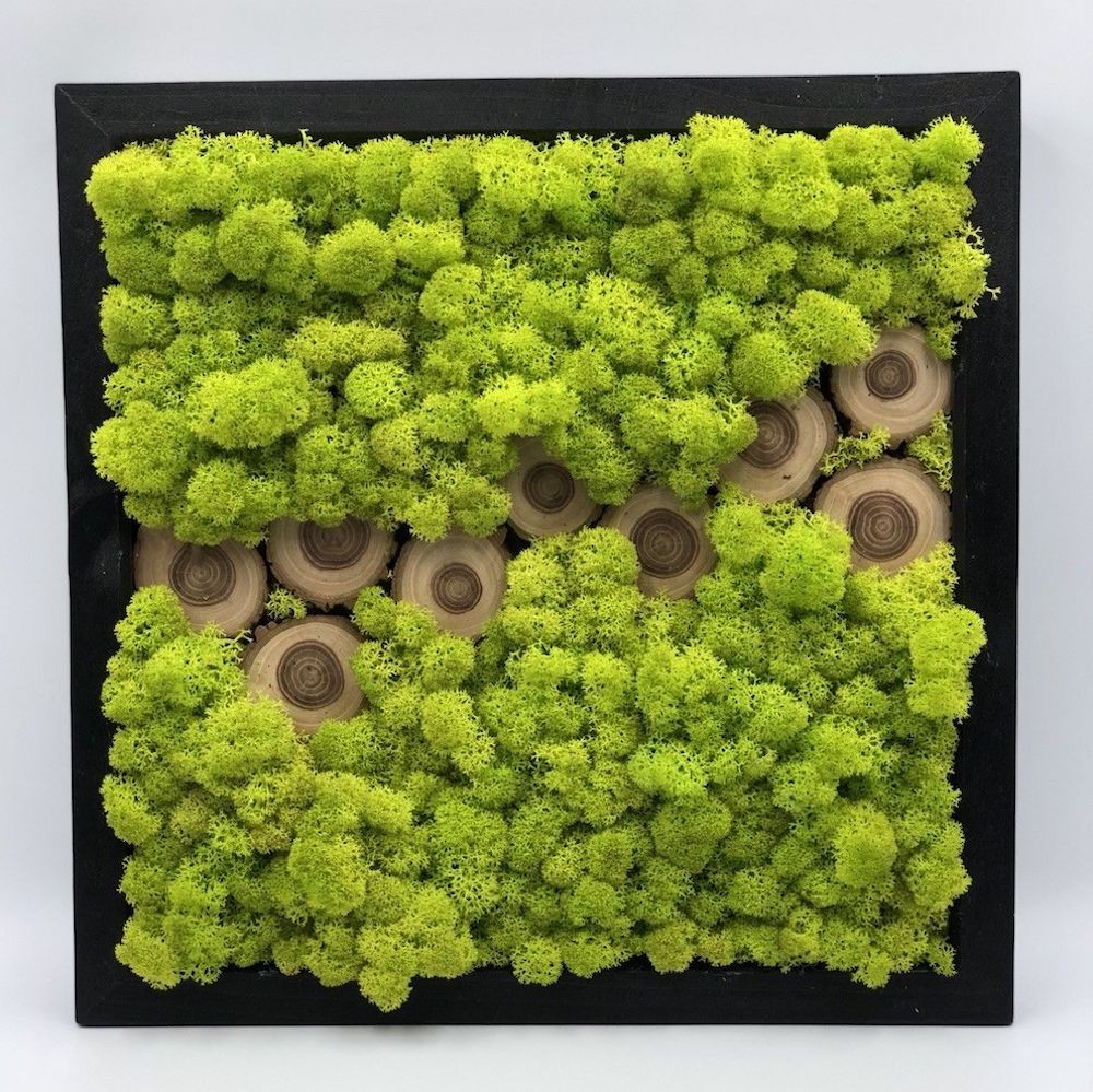 Tablouri cu licheni stabilizati, de vanzare, pret atractiv