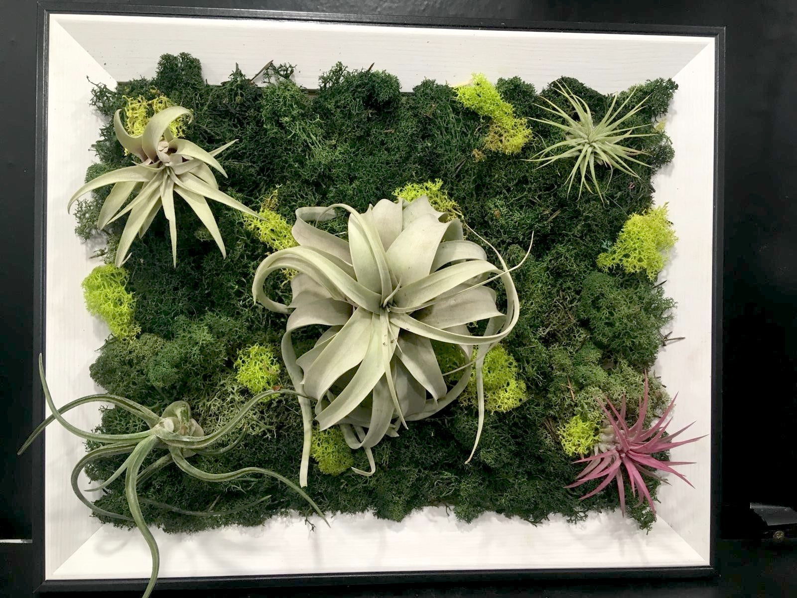 Comanda Tablou licheni stabilizati si plante aeriene, pret atractiv