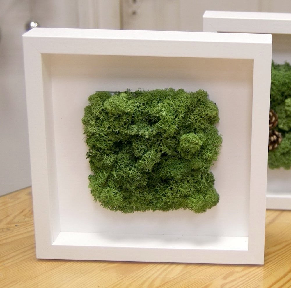 Tablouri cu licheni stabilizati, pret atractiv