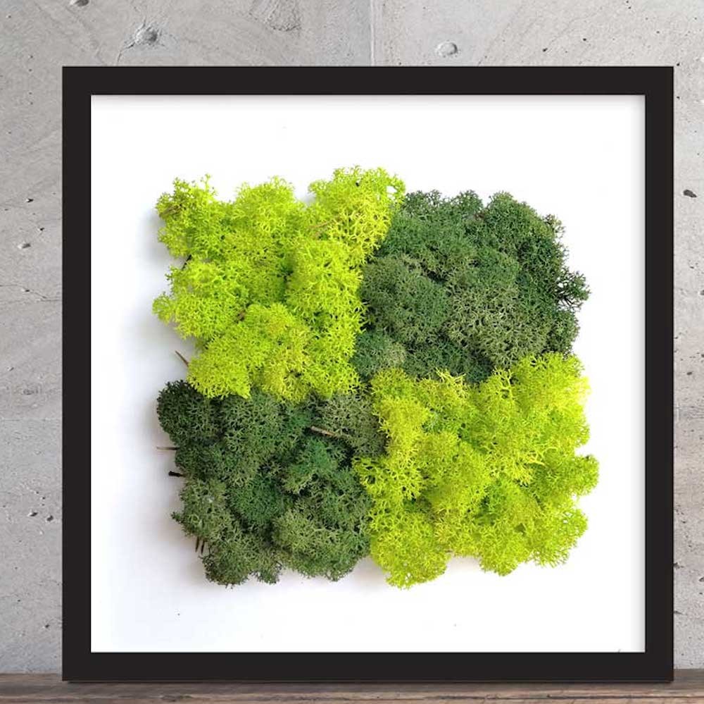 Cumpara online Tablouri cu licheni stabilizati in 2 culori, pret atractiv