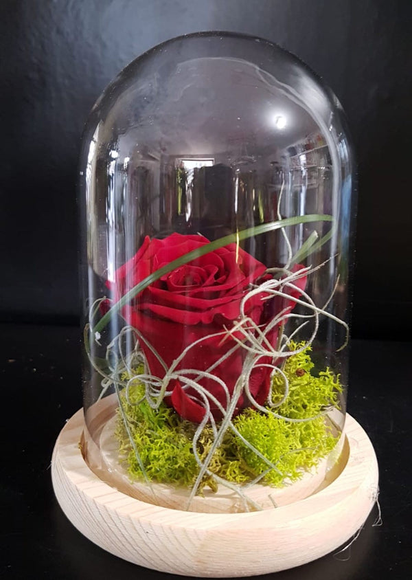 Comanda online trandafir criogenat rosu in cupola de sticla, pret special!