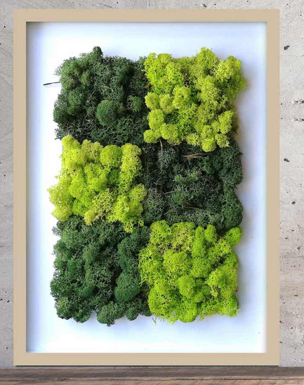Cumpara online Tablouri cu licheni decorativi in 2 culori, pret atractiv