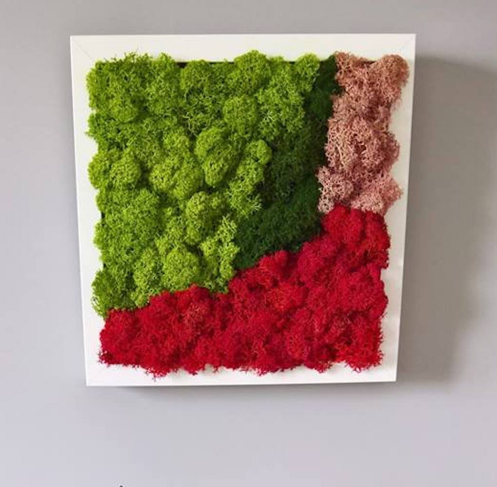 Tablou licheni stabilizati si decorativi colorati, pret atractiv