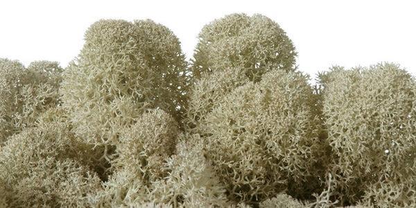 Moss natural, licheni stabilizati de interior gri, de vanzare