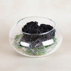 Trandafiri criogenati negrii in cutie rotunda, acum la un pret special!