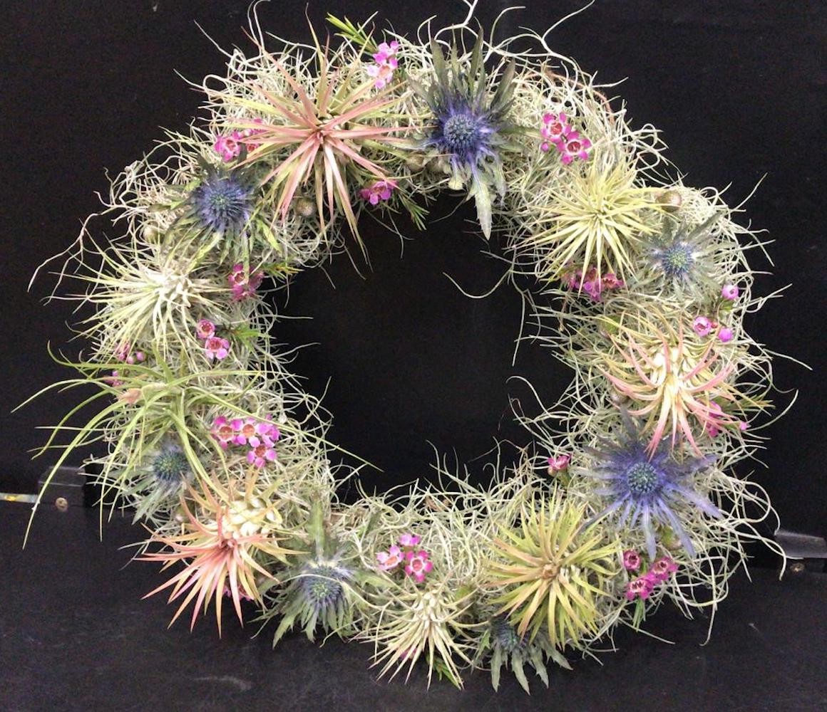 Aranjament din plante aeriene, pret special